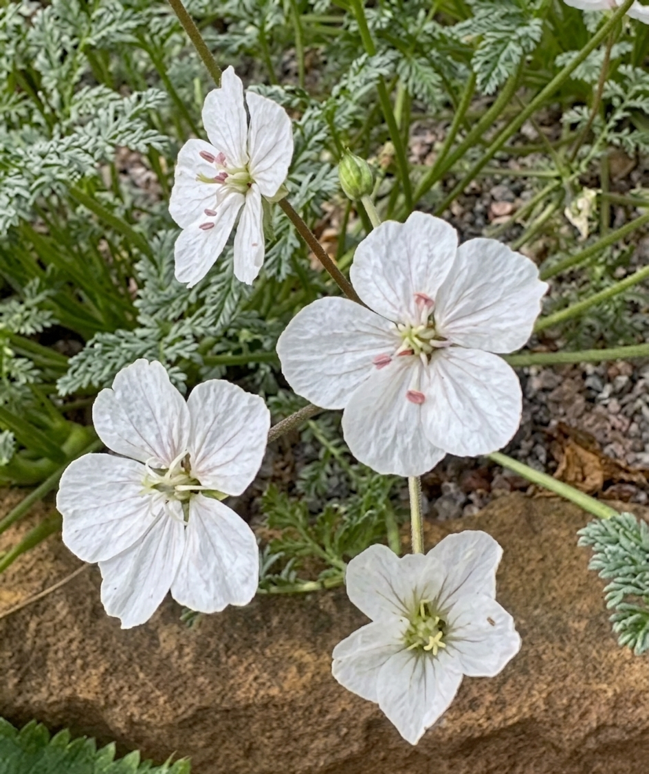 Erodium 'Pippa Mills'